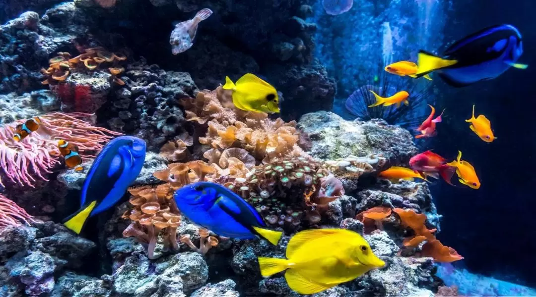 シーライフ水族館 入館チケット（ベルリン）