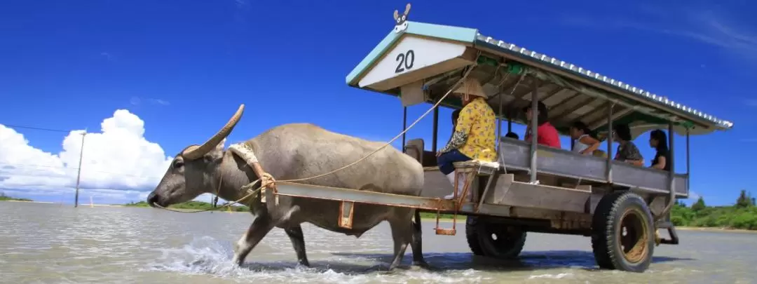 Iriomote Island and Yubu Island Day Tour (Depart from Ishigaki in Okinawa)