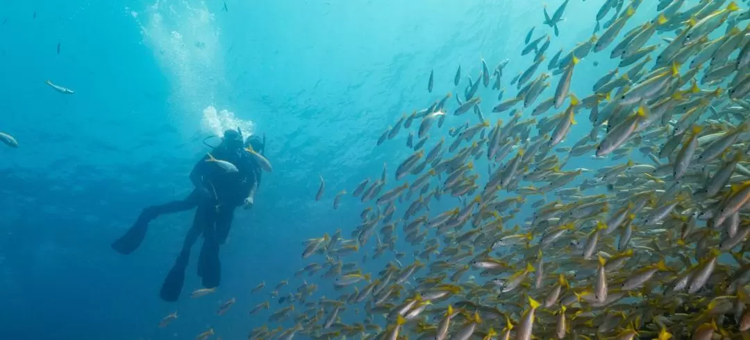 Koh Lipe Full Day Scuba Diving 