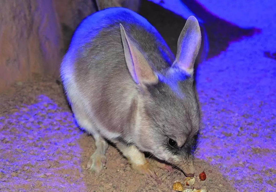 キュランダコアラガーデンズ 入園チケット（ケアンズ）