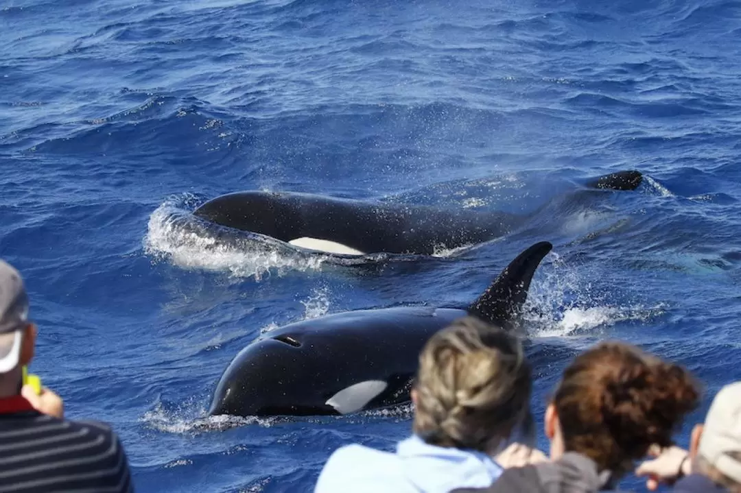 Bremer Canyon Killer Whale Expedition