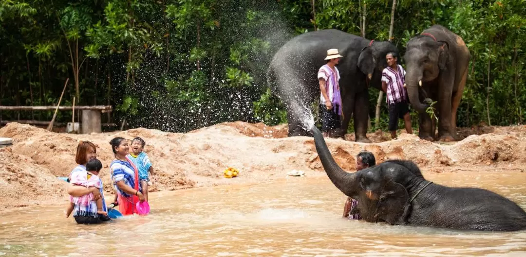 Kerchor Elephant Family Phuket Sanctuary Half Day Visit