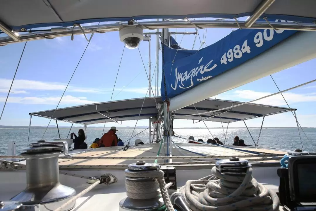 3-Hour Whale and Dolphin Watching Cruise in Port Stephens