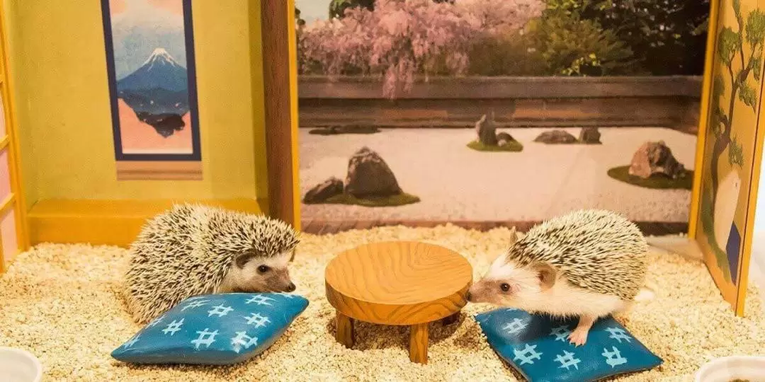 東京澀谷Hedgehog Cafe體驗