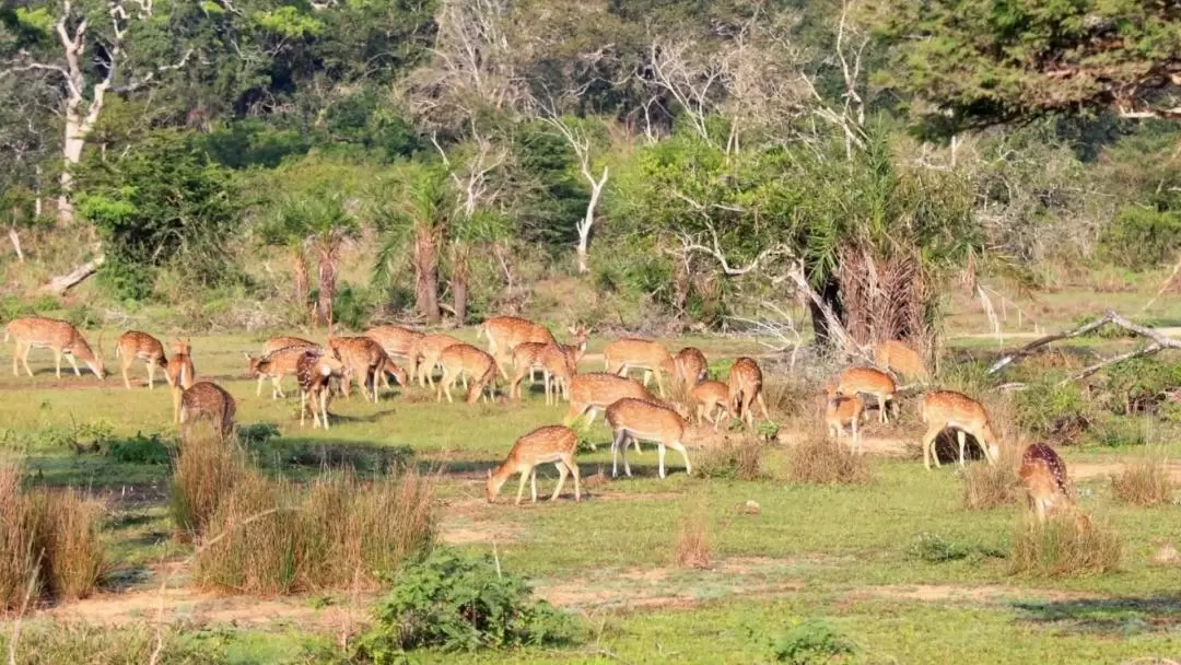 威爾帕圖國家公園野生動物越野車探險（亭可馬里出發）