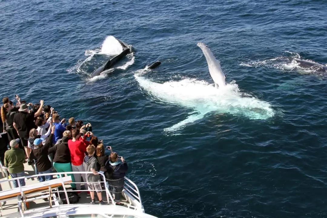 Whale Watching Experience in Gold Coast