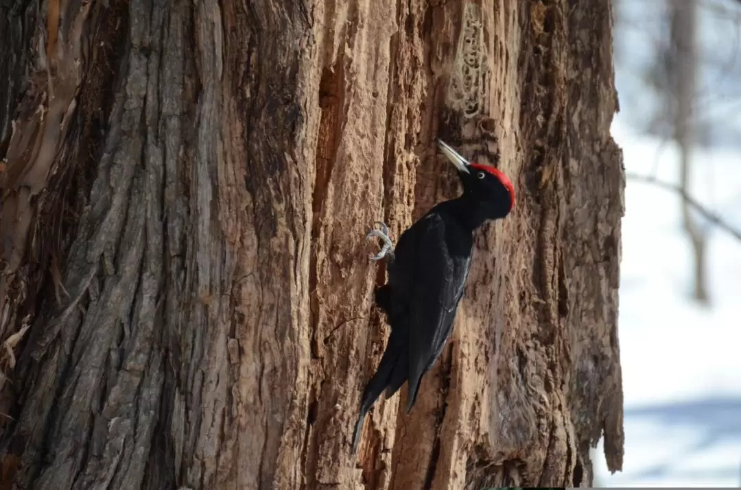 Bird Watch & Nature Cafe Experience with Nature Guide in Sapporo