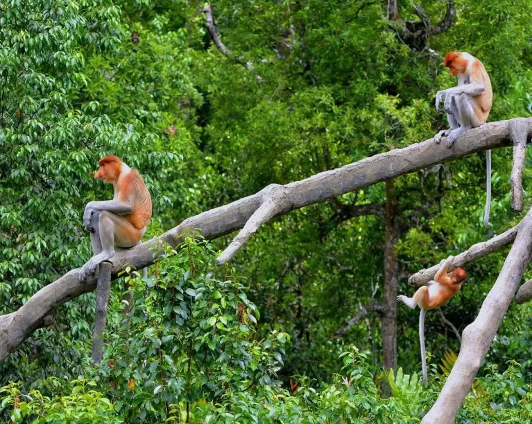 Nanamun Kawa River Wildlife & Sunset Fireflies Cruise