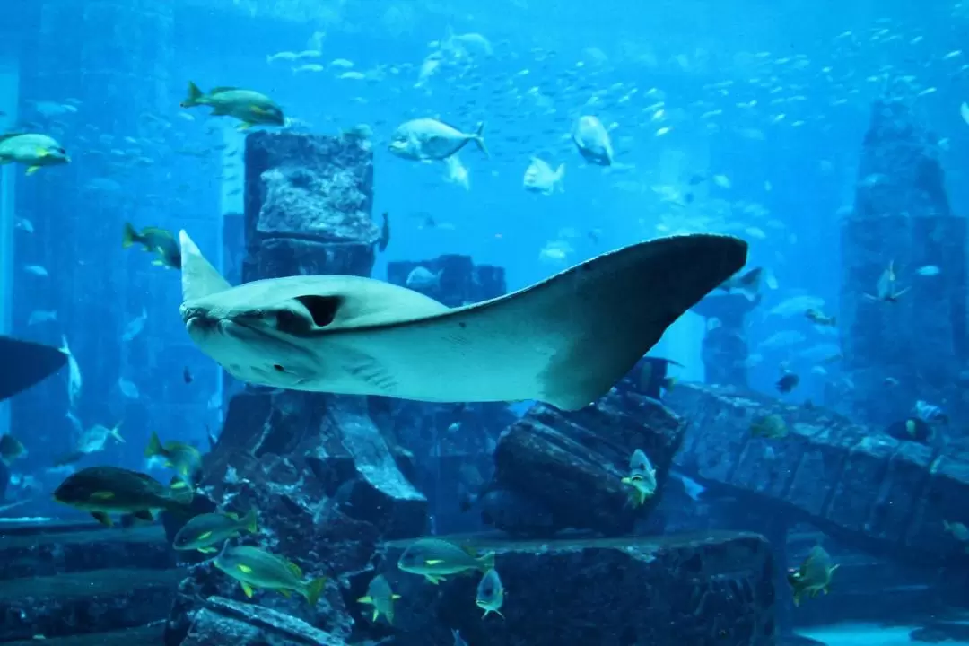 The Lost Chambers Aquarium Ticket in Dubai