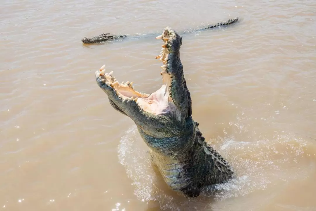 1-Hour Jumping Crocodile Cruise on the Adelaide River