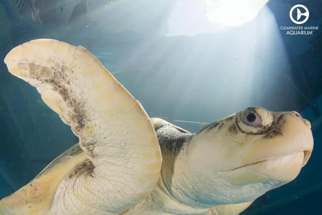 坦帕清水海洋水族館門票