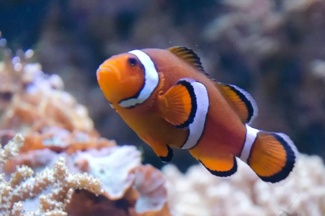 里昂水族館門票