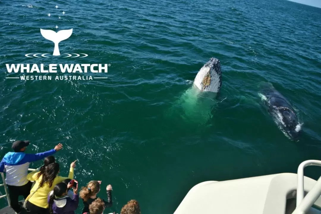 Whale Watching Experience from Perth