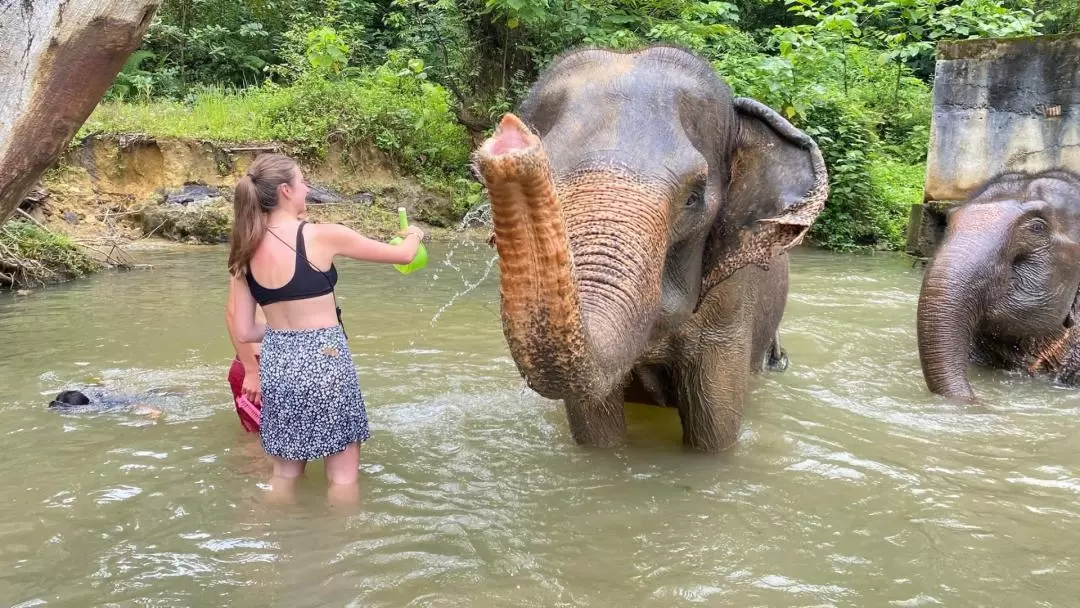 Half-Day Tour to Krabi Elephant Care House Experience