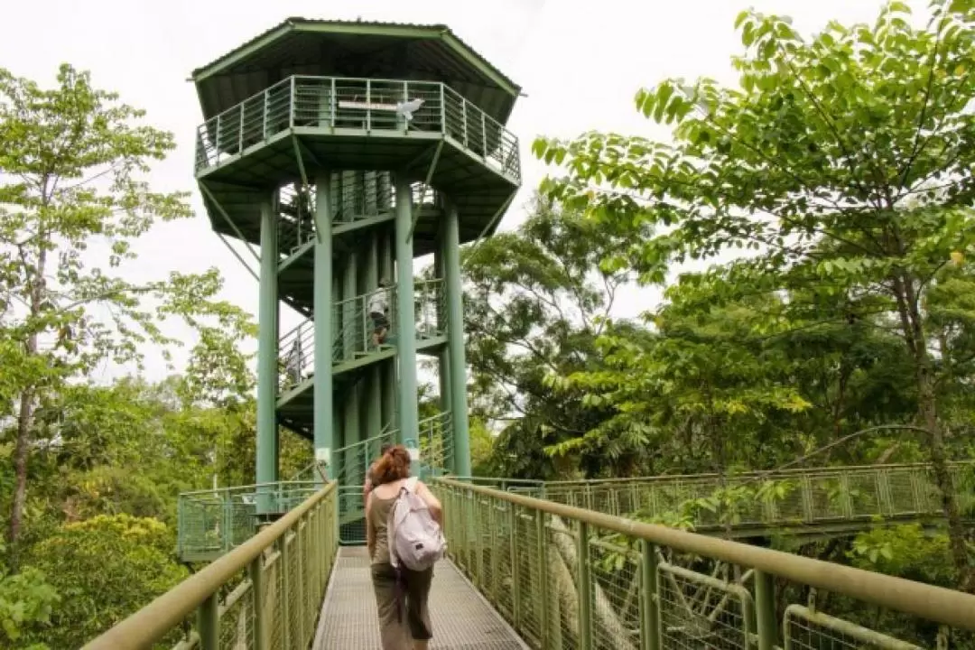 山打根2日1夜西必洛野生動物探索之旅 & 西必洛森林度假村住宿