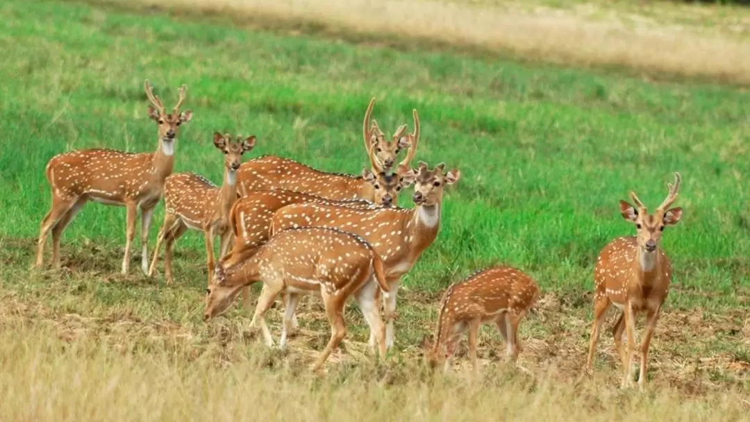 Minneriya National Park Safari Drive from Trincomalee