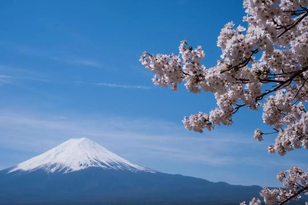 Mt. Fuji Day Tour: Flower Sightseeing & Outlet Shopping from Tokyo