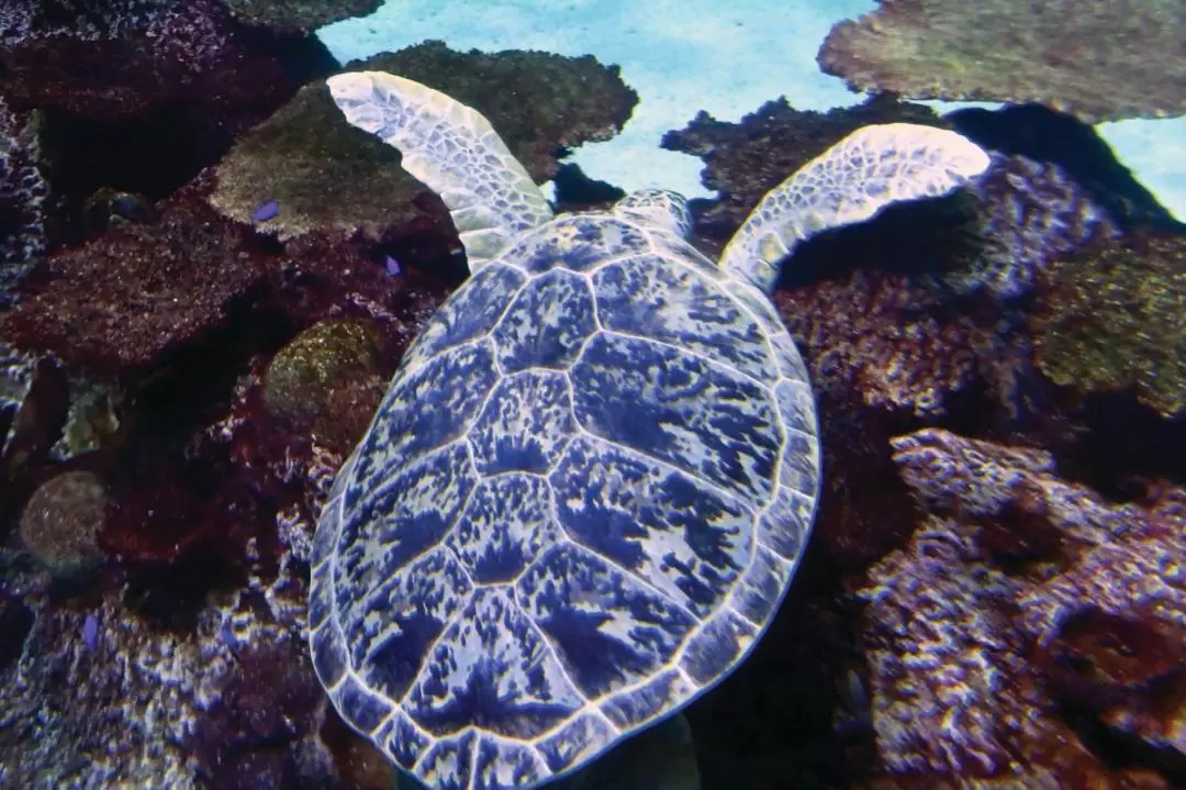 拉斯維加斯鯊魚礁水族館門票