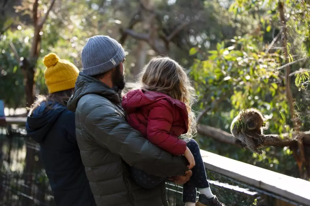 Koala Conservation Reserve Ticket in Phillip Island