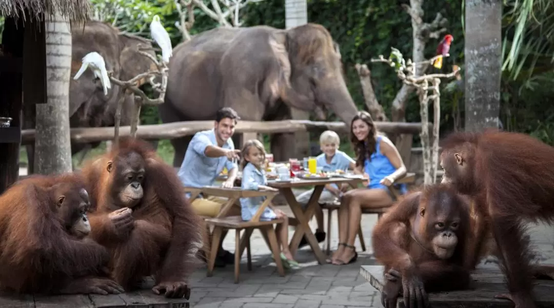 Breakfast with Orangutans at Bali Zoo 