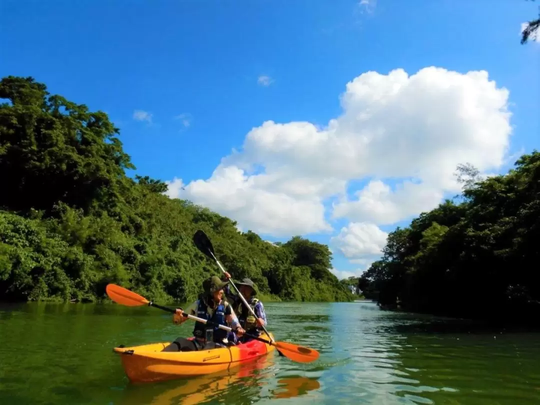 Mangrove Kayak Tour in Hijya River