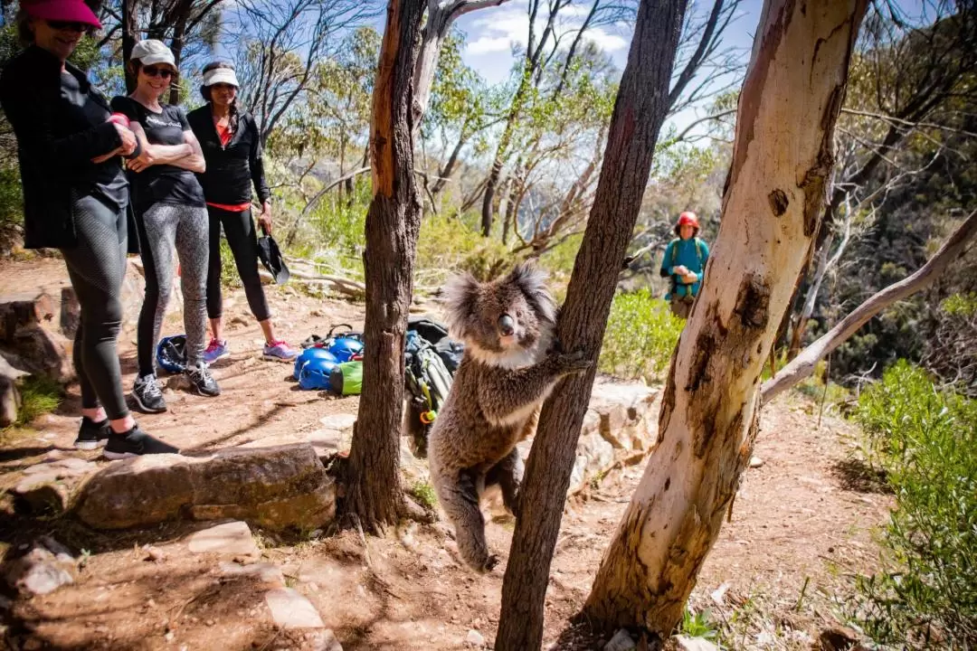  Abseiling Adventure in Adelaide	