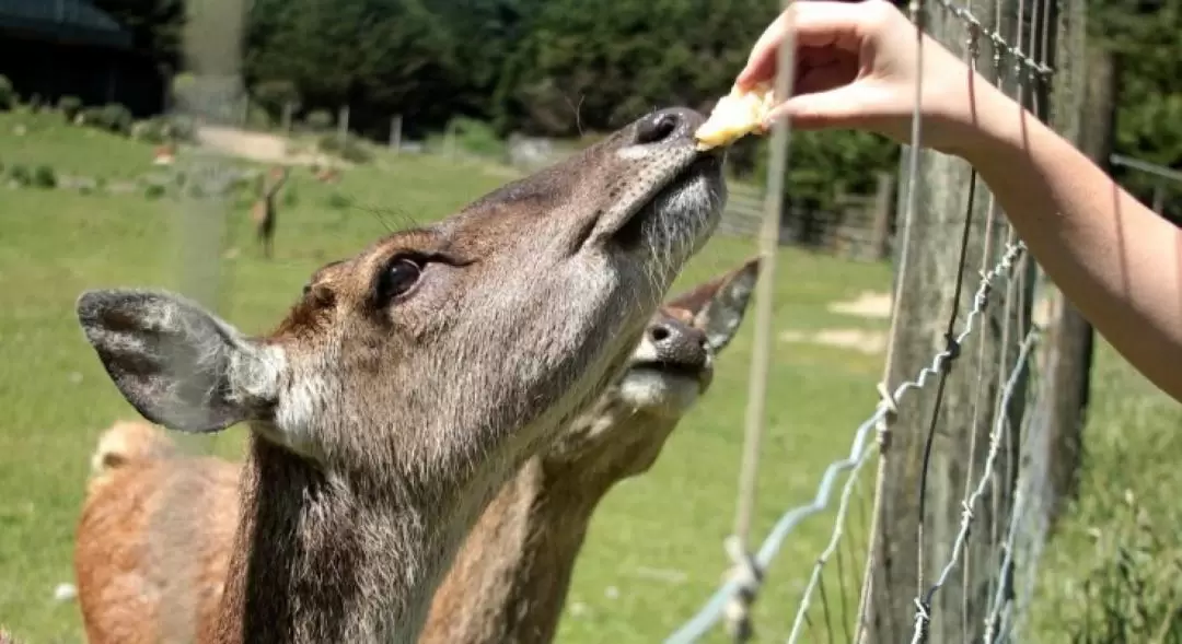 シールコーストサファリ（ウェリントン）