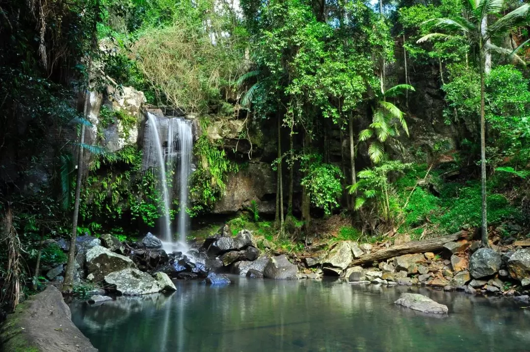 The Tastes of Tamborine Mountain Rainforest Tour