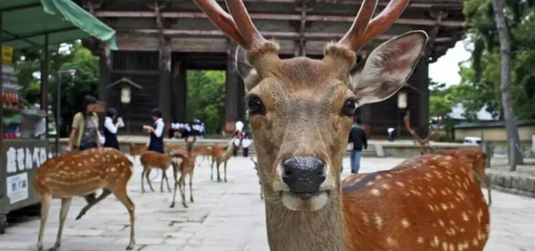 Nara Day Tour with Local Guide from Osaka