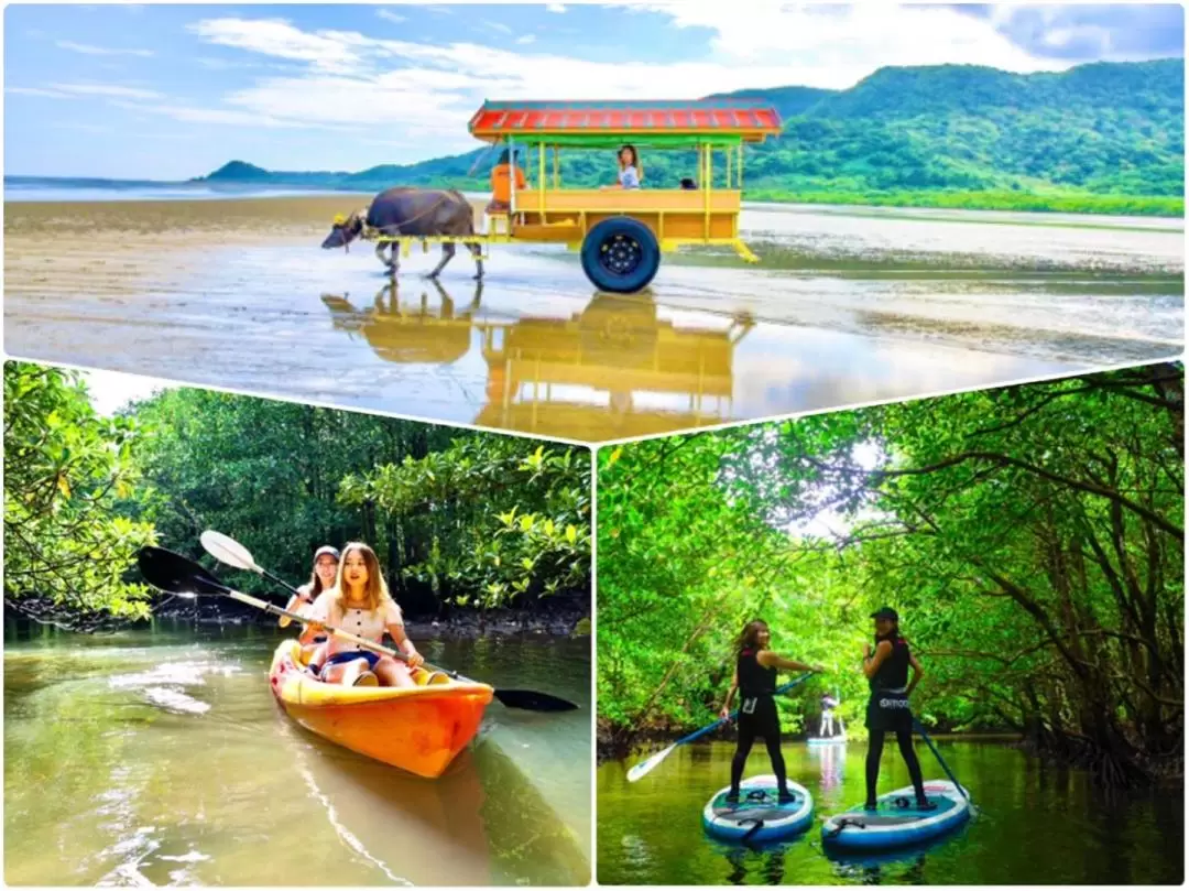 SUP or Canoe at Mangrove Forest and Sightseeing in Yubujima Island 