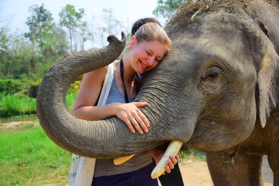 Chiang Mai Elephant Retirement Park Day Tour with Elephant Care Program & Outdoor Activities