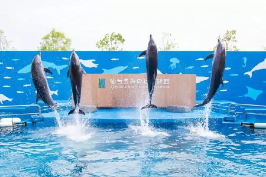 仙台海洋森林水族館門票