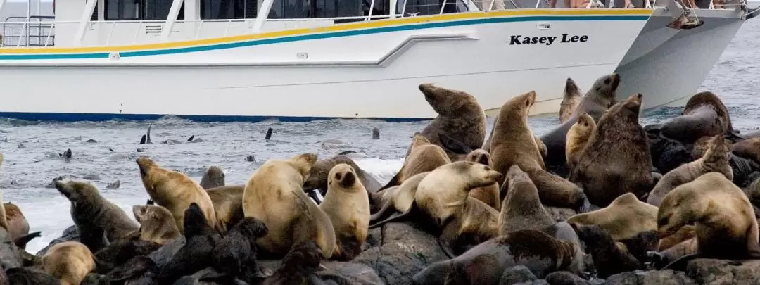 Phillip Island Seal Watching Cruise 