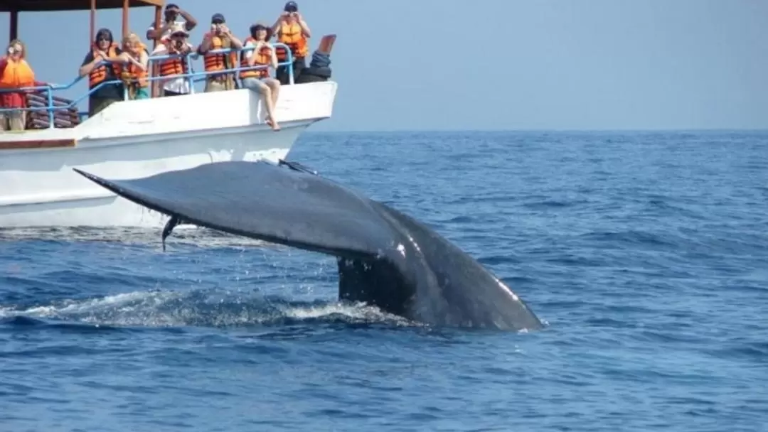 미리사 고래 & 돌고래 와칭 체험