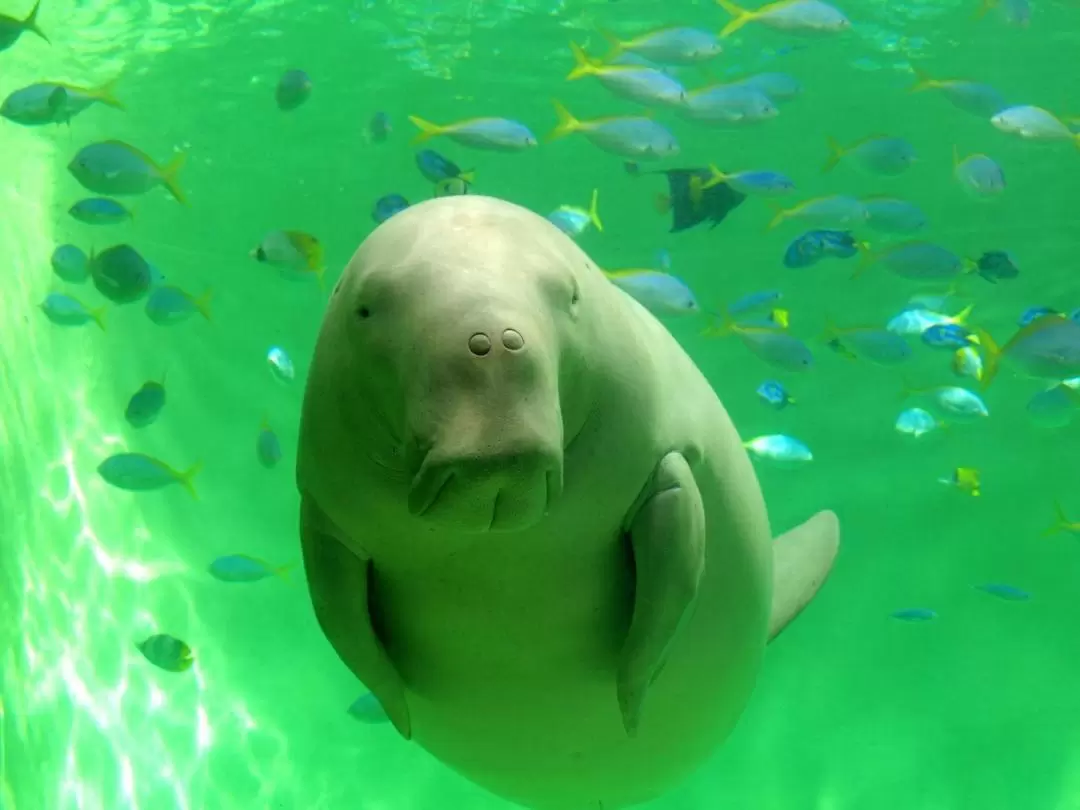 鳥羽水族館・伊勢神宮 日帰りプライベートツアー（名古屋発）