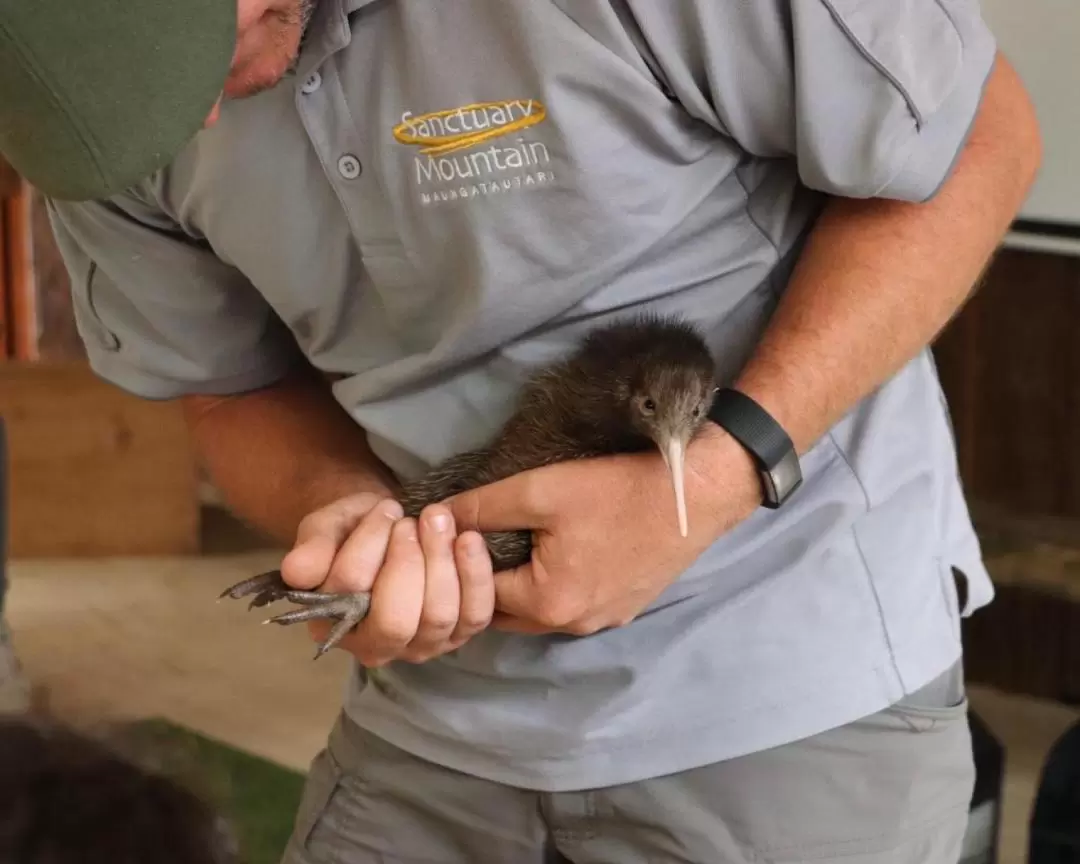 サンクチュアリマウンテン マウンガタウタリ ウォーキングツアー（ガイド付き）