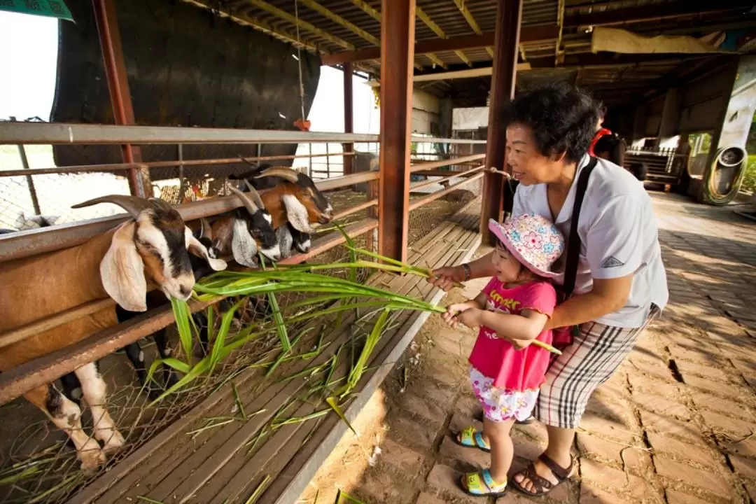 Keda Goat Farm ticket in Yilan