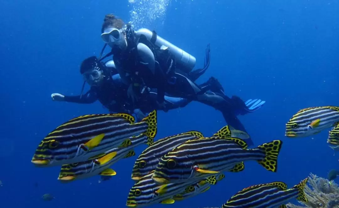 Beginner Scuba Diving Experience in Bali