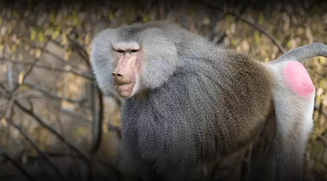 聖地牙哥動物園門票