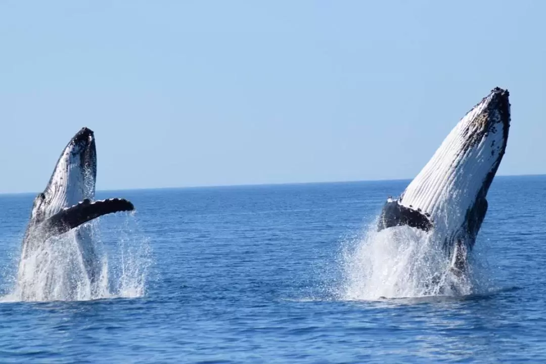 Whale Watching Cruise Margaret River,Busselton,Dunsborough