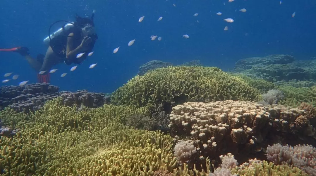 關島最佳沙灘潛水體驗（認證潛水員適用）