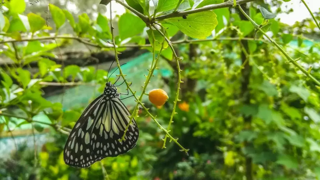 タガイタイ・パラディゾー動物園 入園チケット