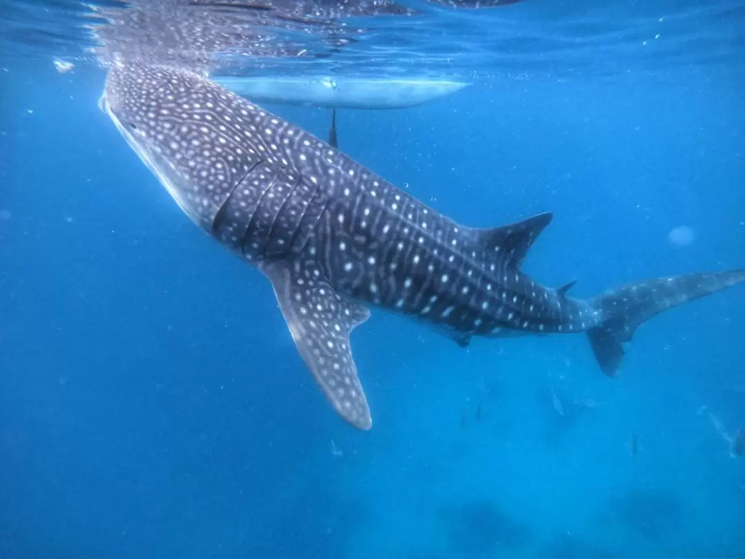 Oslob Whale Shark Snorkeling and Badian Canyoneering Adventure