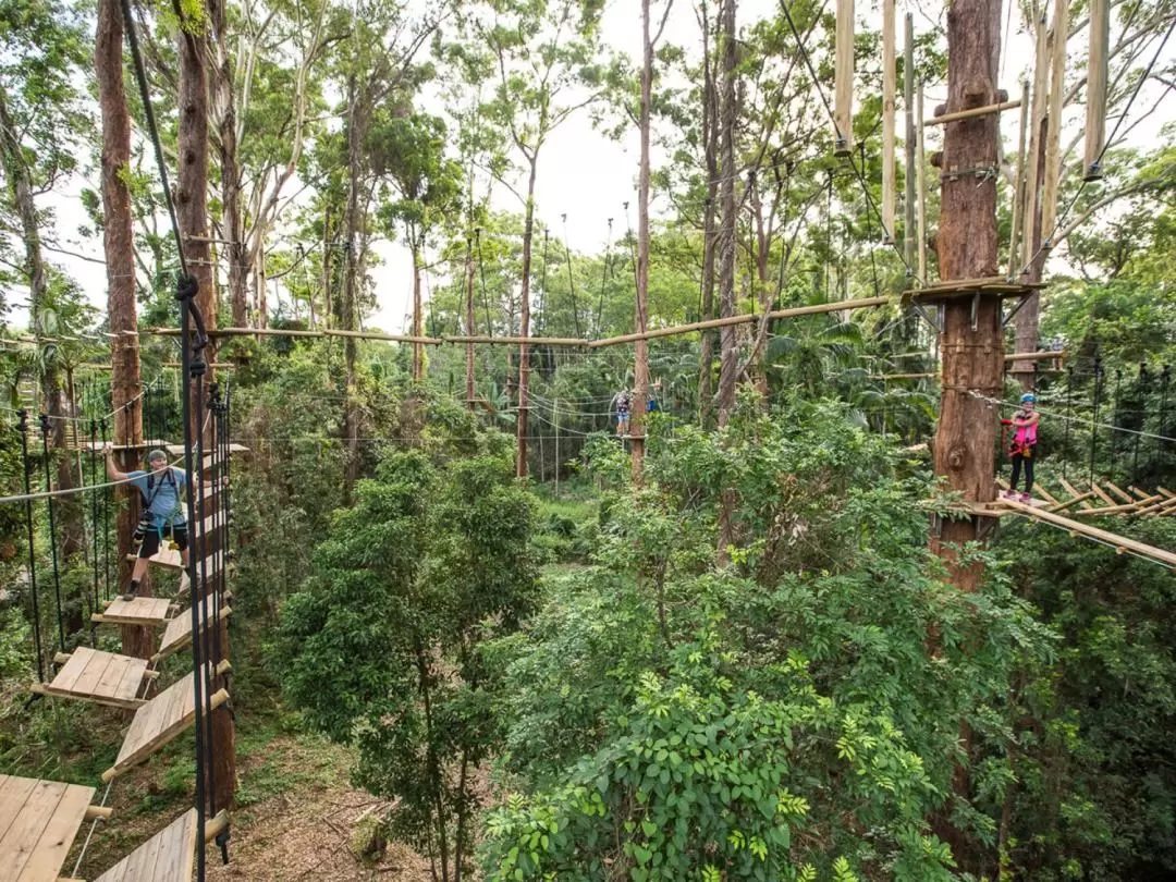 TreeTop Challenge Ticket in Sunshine Coast