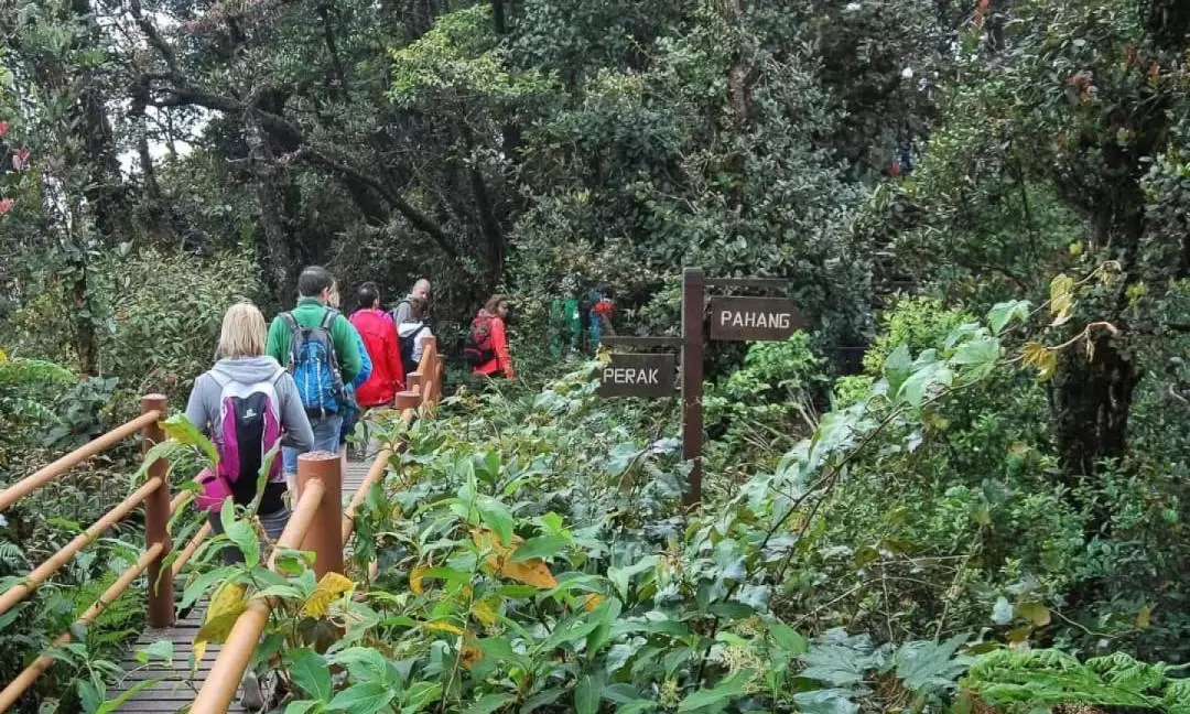 苔蘚森林日出登山健行之旅