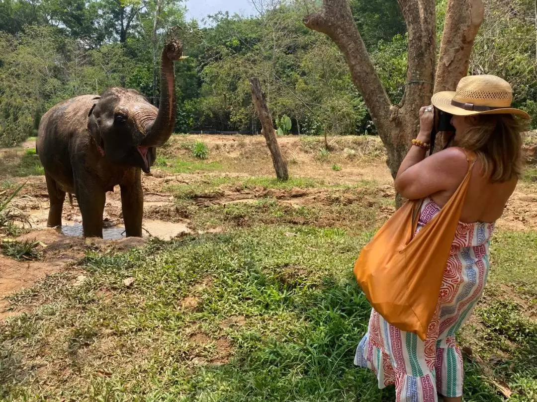 Phuket Elephant Nature Reserve Experience