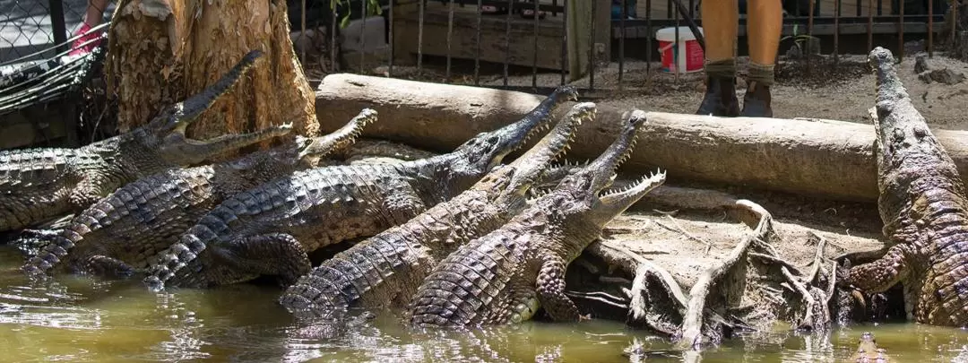 ハートリーズクロコダイルアドベンチャーズ 入園チケット