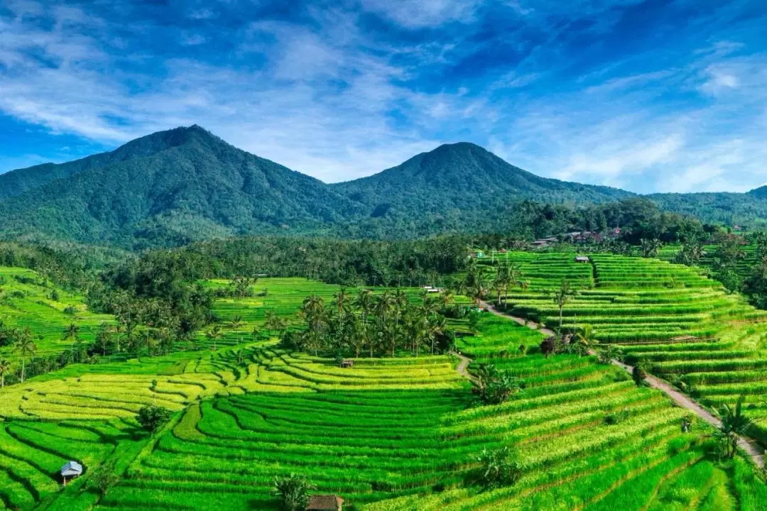 Jatiluwih Rice Terraces Electric Bike Tour in Bali