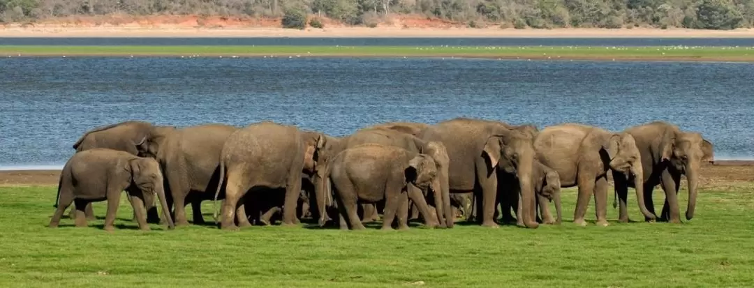 ミンネリア国立公園 サファリドライブ（トリンコマリー発）