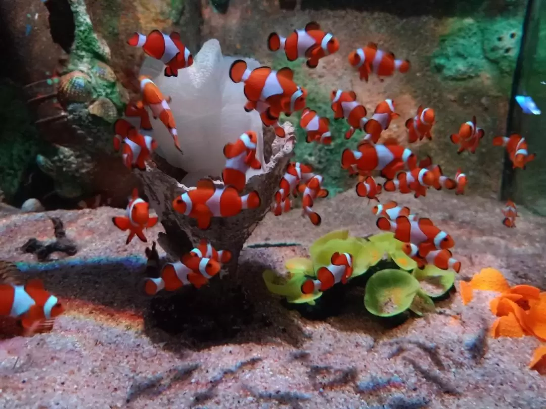 檳城光大精品水族館門票